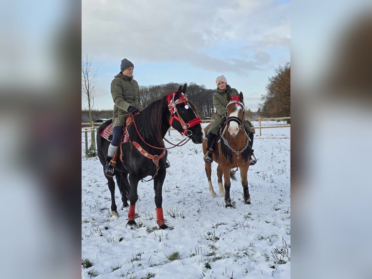 Paint Horse Mix Gelding 5 years 14,2 hh Brown in Linkenbach