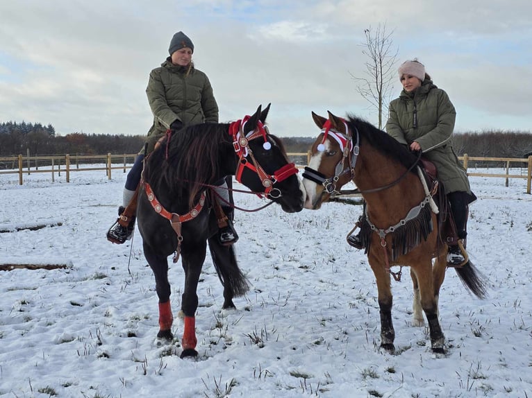 Paint Horse Mix Gelding 5 years 14,2 hh Brown in Linkenbach