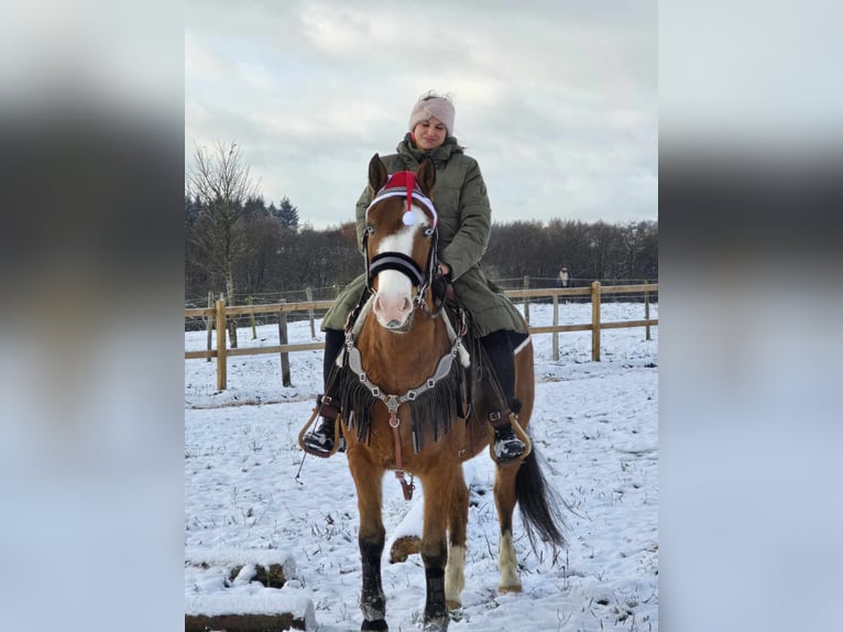 Paint Horse Mix Gelding 5 years 14,2 hh Brown in Linkenbach