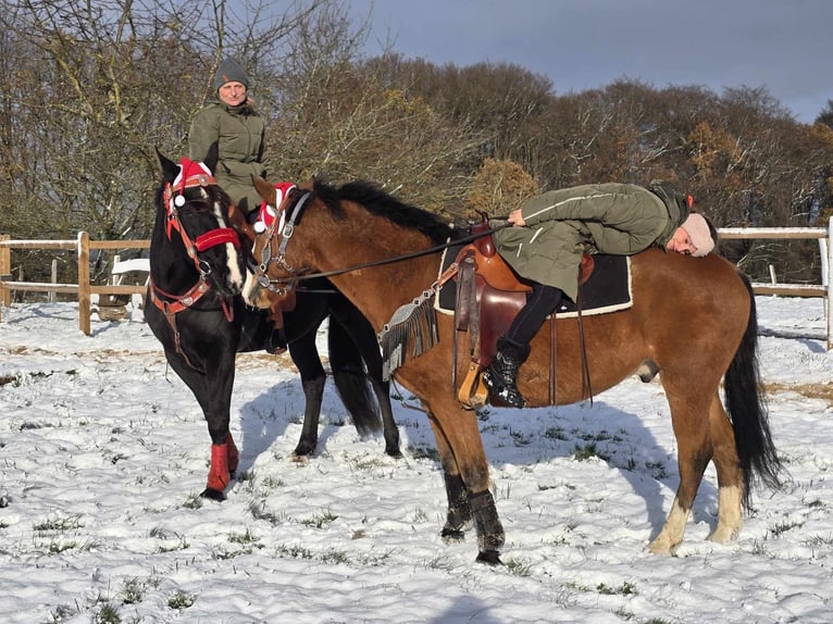 Paint Horse Mix Gelding 5 years 14,2 hh Brown in Linkenbach