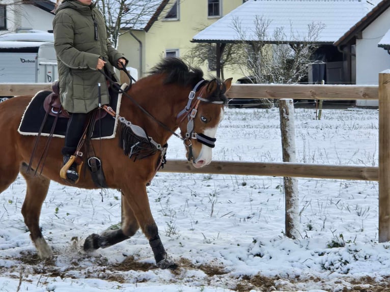 Paint Horse Mix Gelding 5 years 14,2 hh Brown in Linkenbach