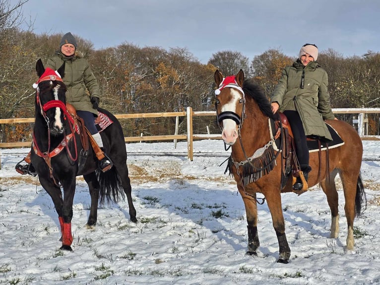 Paint Horse Mix Gelding 5 years 14,2 hh Brown in Linkenbach