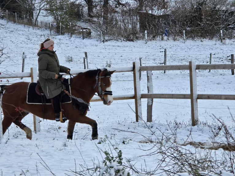 Paint Horse Mix Gelding 5 years 14,2 hh Brown in Linkenbach