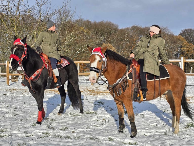 Paint Horse Mix Gelding 5 years 14,2 hh Brown in Linkenbach