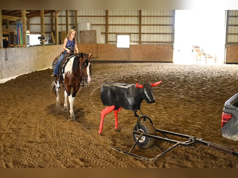 Paint Horse Gelding 5 years 14,2 hh Pinto in Dalton, OH
