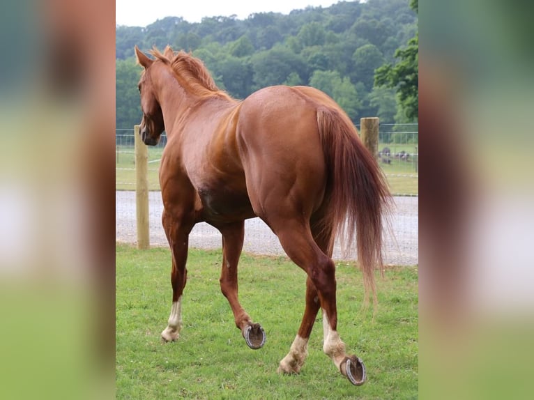Paint Horse Gelding 5 years 14,2 hh Sorrel in Dundee, OH