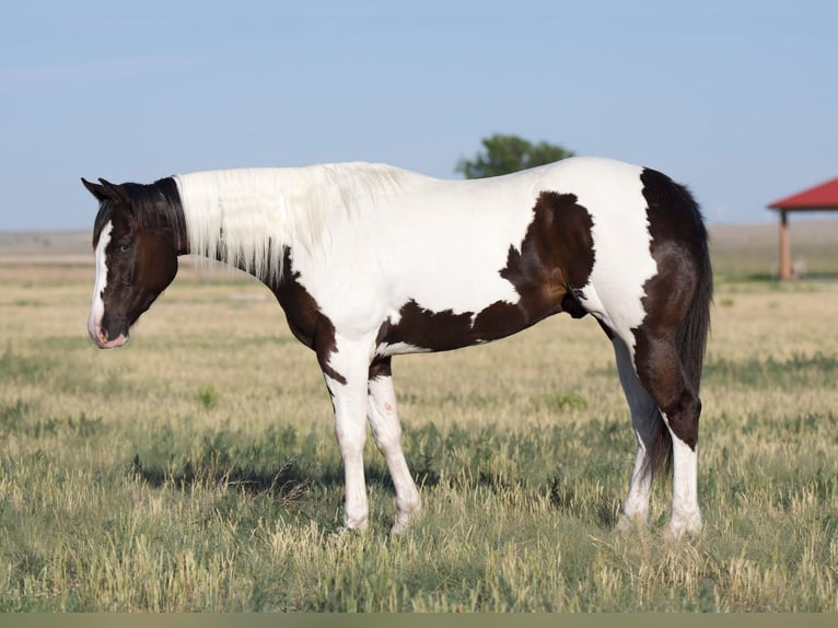 Paint Horse Gelding 5 years 14,3 hh Pinto in Waco