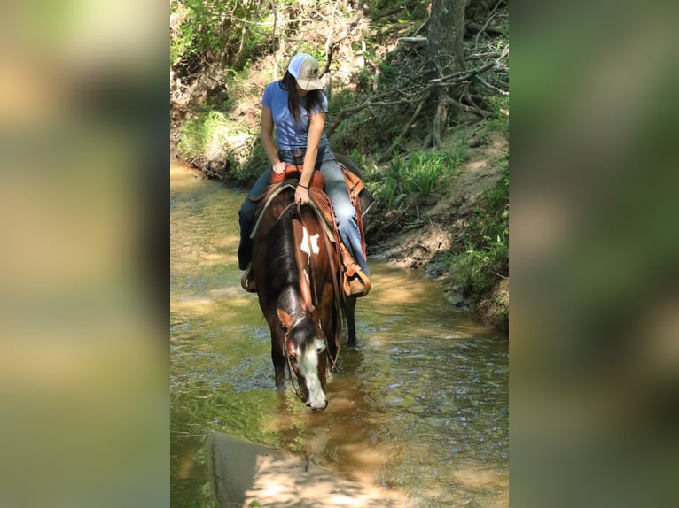 Paint Horse Gelding 5 years 14,2 hh Bay in Huntsville, TX
