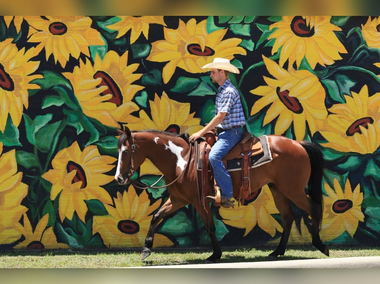 Paint Horse Gelding 5 years 14,2 hh Bay in Huntsville, TX