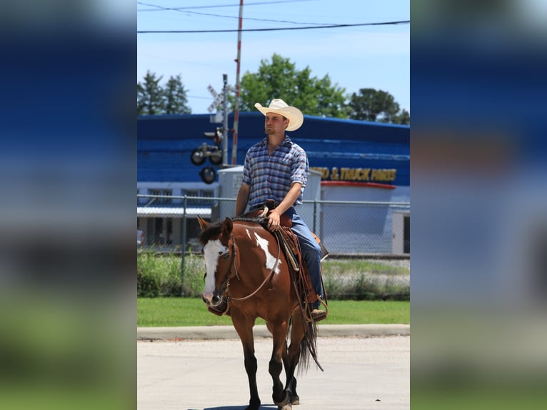 Paint Horse Gelding 5 years 14,2 hh Bay in Huntsville, TX