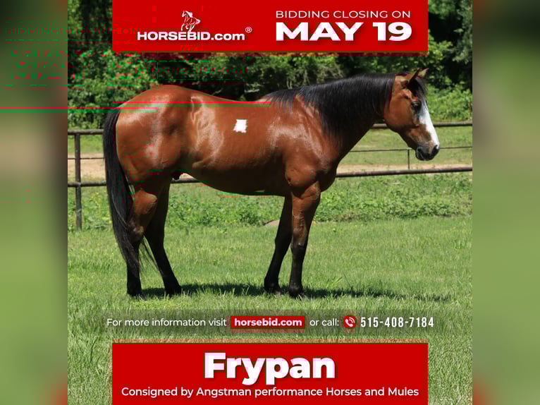 Paint Horse Gelding 5 years 14,2 hh Bay in Huntsville, TX