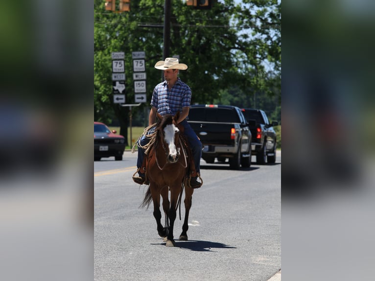 Paint Horse Gelding 5 years 14,2 hh Bay in Huntsville, TX