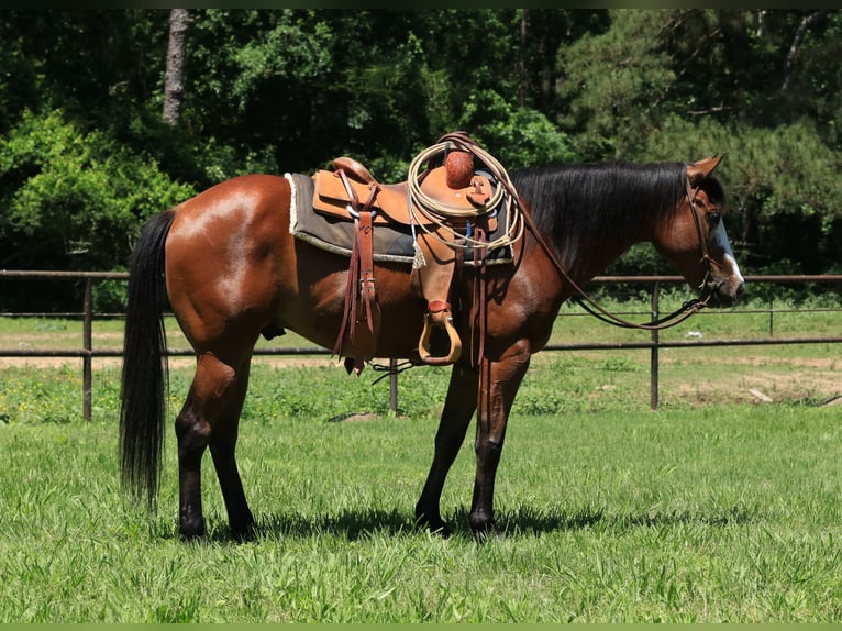 Paint Horse Gelding 5 years 14,2 hh Bay in Huntsville, TX