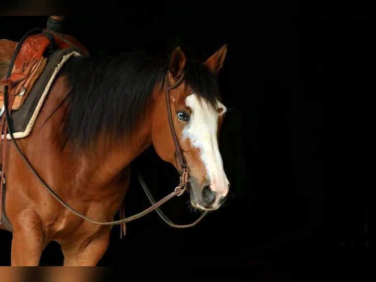 Paint Horse Gelding 5 years 14,2 hh Bay in Huntsville, TX