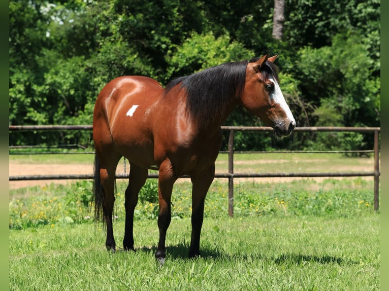 Paint Horse Gelding 5 years 14,2 hh Bay in Huntsville, TX