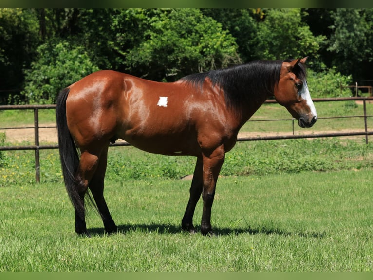 Paint Horse Gelding 5 years 14,2 hh Bay in Huntsville, TX