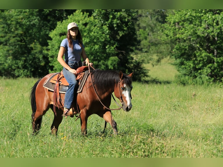 Paint Horse Gelding 5 years 14,2 hh Bay in Huntsville, TX