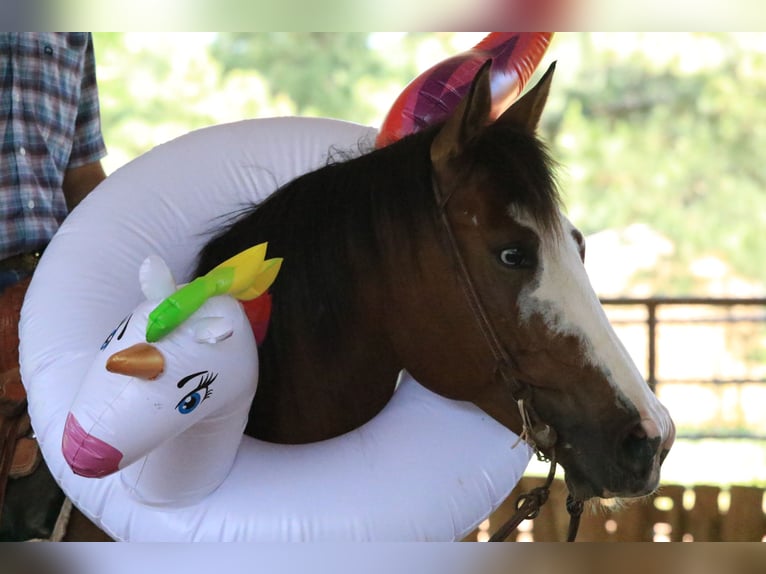 Paint Horse Gelding 5 years 14,2 hh Bay in Huntsville, TX