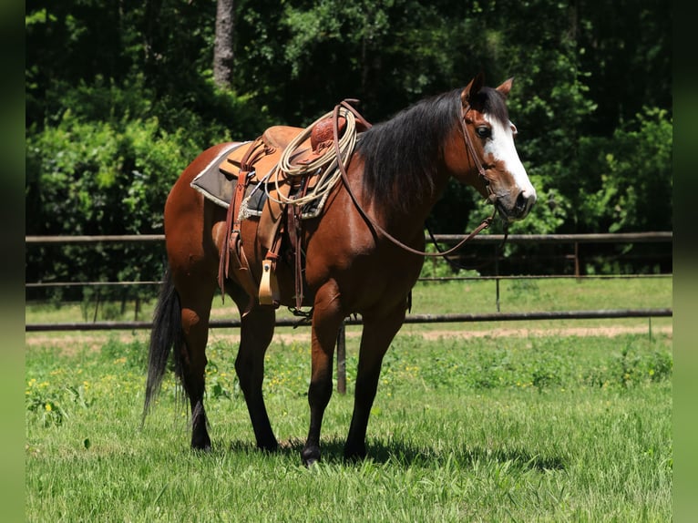 Paint Horse Gelding 5 years 14,2 hh Bay in Huntsville, TX