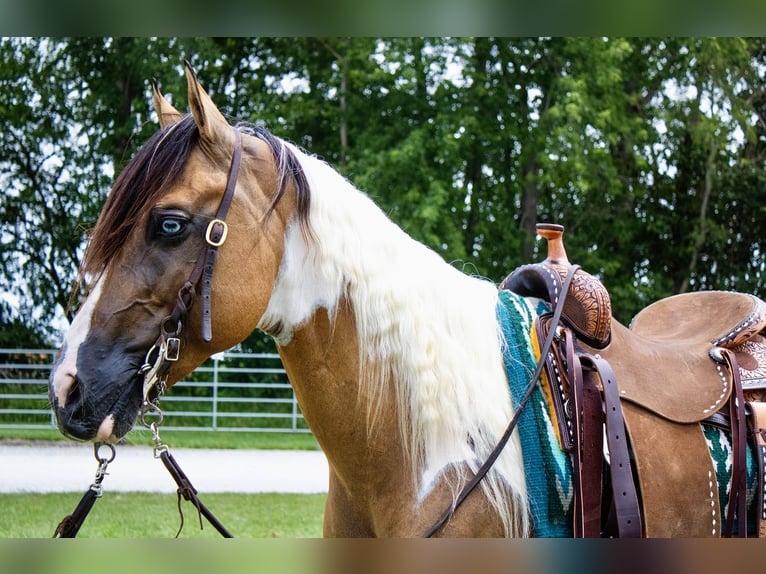 Paint Horse Gelding 5 years 14,2 hh Dun in Battle Creek