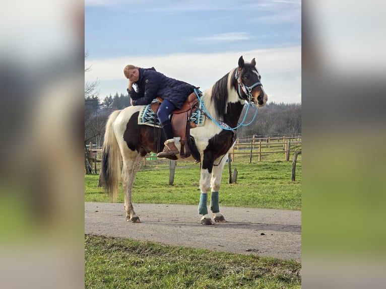 Paint Horse Gelding 5 years 15,1 hh Pinto in Linkenbach