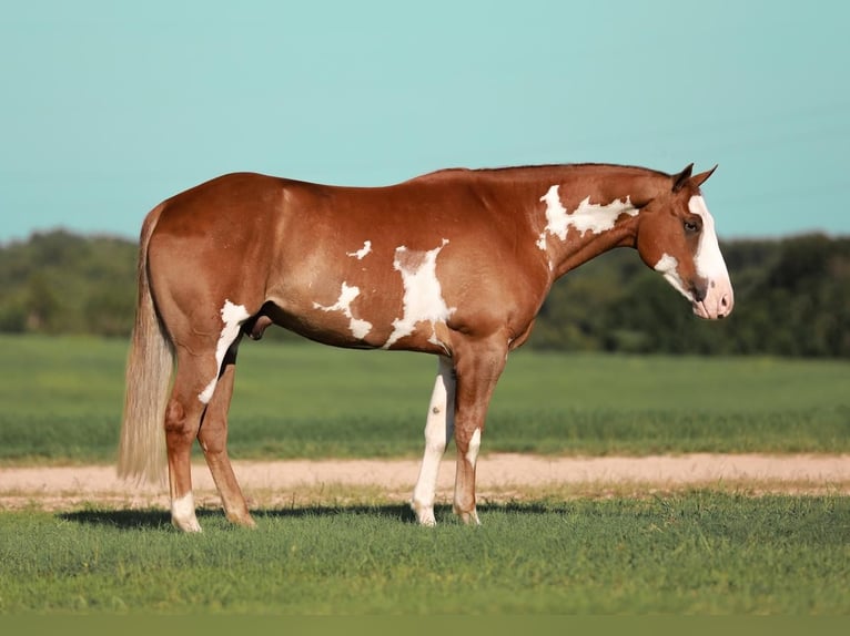 Paint Horse Gelding 5 years 15,1 hh Sorrel in Whitesboro, TX
