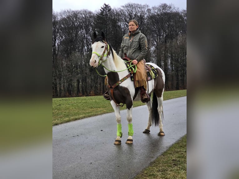 Paint Horse Gelding 5 years 15,1 hh Tovero-all-colors in Linkenbach