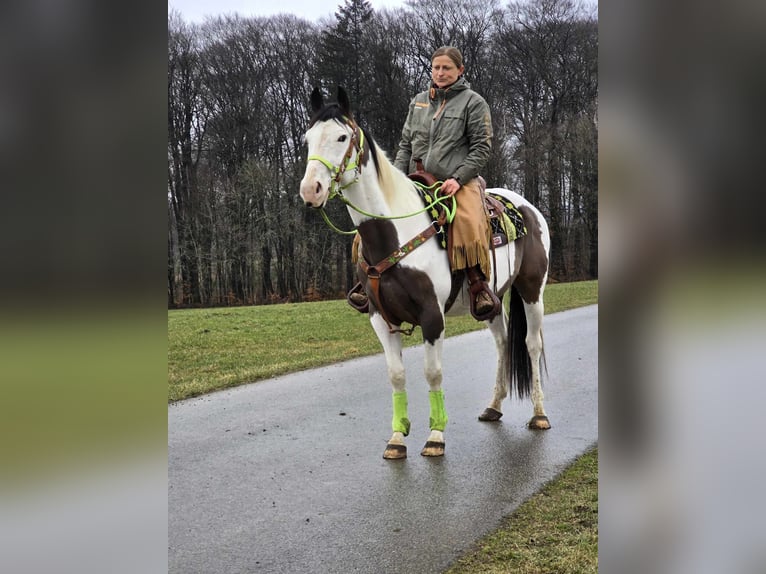 Paint Horse Gelding 5 years 15,1 hh Tovero-all-colors in Linkenbach