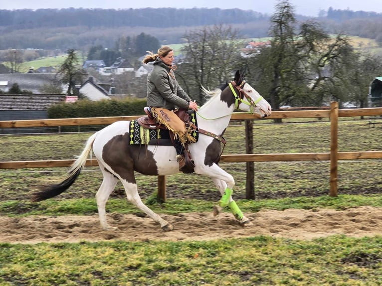 Paint Horse Gelding 5 years 15,1 hh Tovero-all-colors in Linkenbach