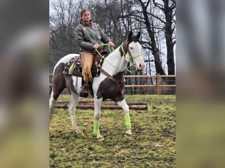 Paint Horse Gelding 5 years 15,1 hh Tovero-all-colors in Linkenbach