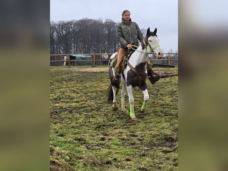 Paint Horse Gelding 5 years 15,1 hh Tovero-all-colors in Linkenbach