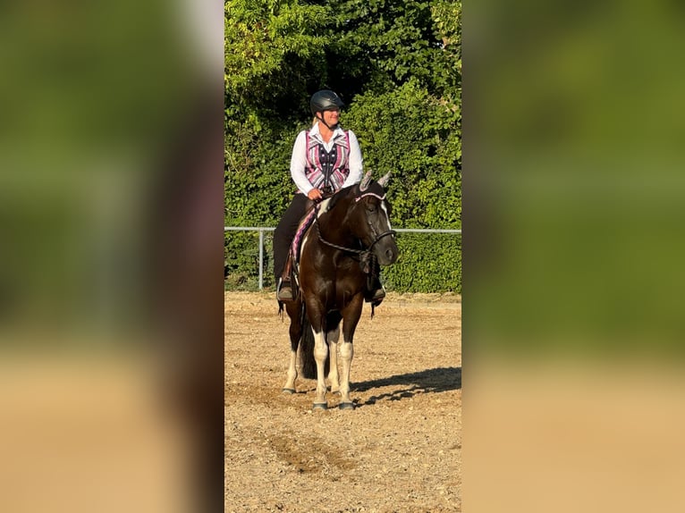 Paint Horse Gelding 5 years 15,2 hh Pinto in Oy-MittelbergOy-Mittelberg