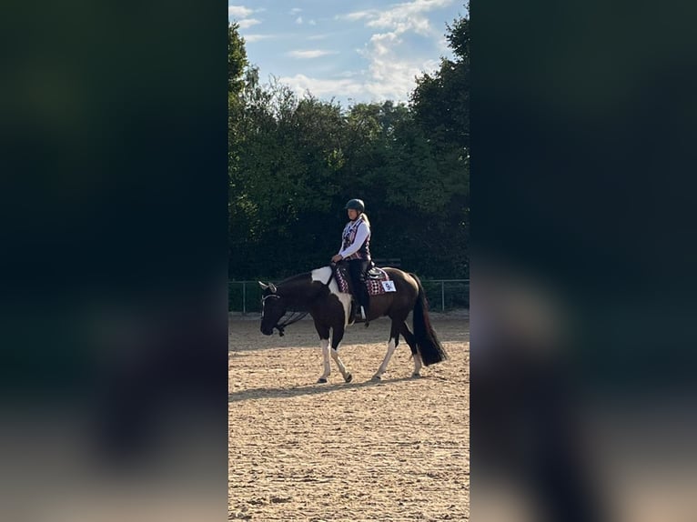 Paint Horse Gelding 5 years 15,2 hh Pinto in Oy-MittelbergOy-Mittelberg