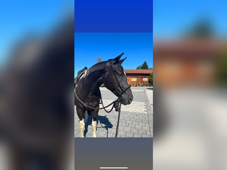 Paint Horse Gelding 5 years 15,2 hh Pinto in Oy-MittelbergOy-Mittelberg