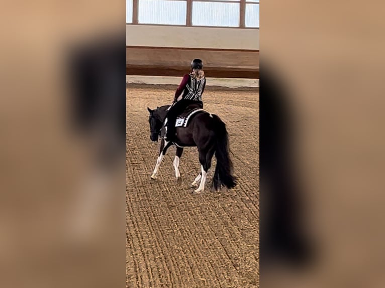 Paint Horse Gelding 5 years 15,2 hh Pinto in Oy-MittelbergOy-Mittelberg