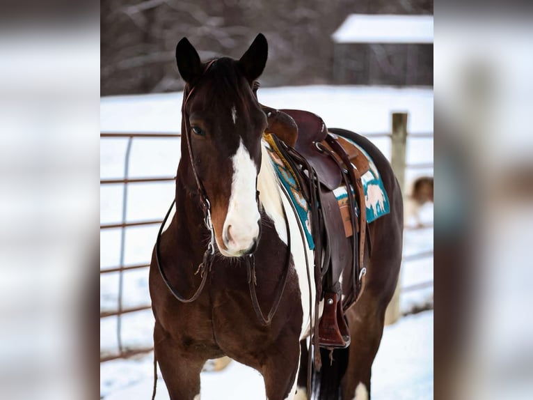 Paint Horse Gelding 5 years 15,2 hh Tobiano-all-colors in Santa Fe TN