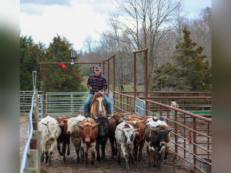 Paint Horse Gelding 5 years 15 hh Dun in LExington IN