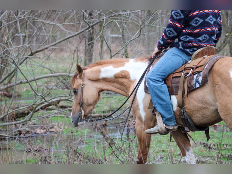 Paint Horse Gelding 5 years 15 hh Dun in LExington IN