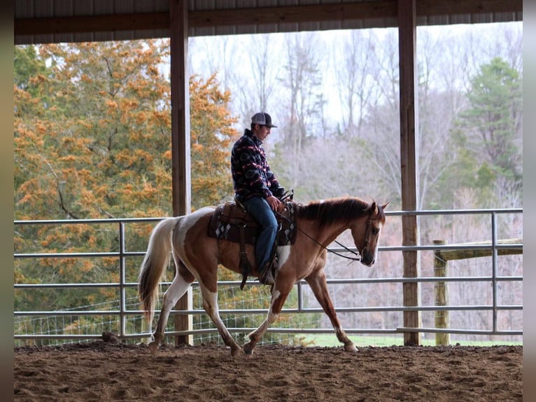 Paint Horse Gelding 5 years 15 hh Dun in LExington IN