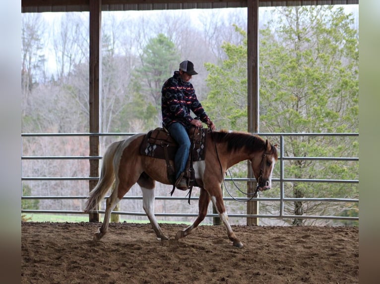 Paint Horse Gelding 5 years 15 hh Dun in LExington IN