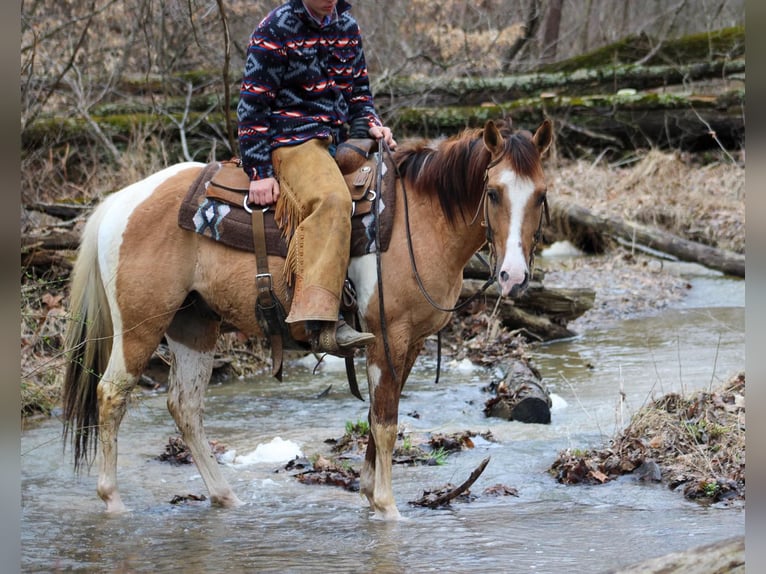 Paint Horse Gelding 5 years 15 hh Dun in LExington IN