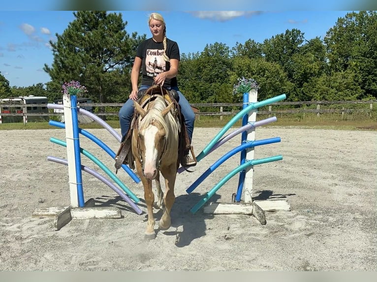Paint Horse Gelding 5 years 15 hh Palomino in New Holland