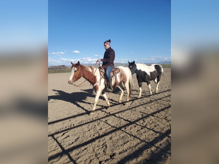 Paint Horse Mix Gelding 5 years 15 hh Tobiano-all-colors in Blackfoot