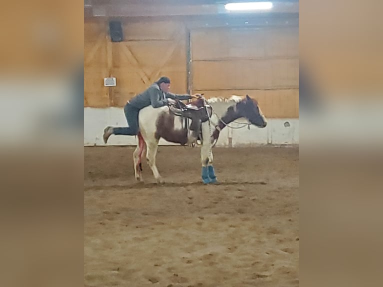 Paint Horse Mix Gelding 5 years 15 hh Tobiano-all-colors in Blackfoot