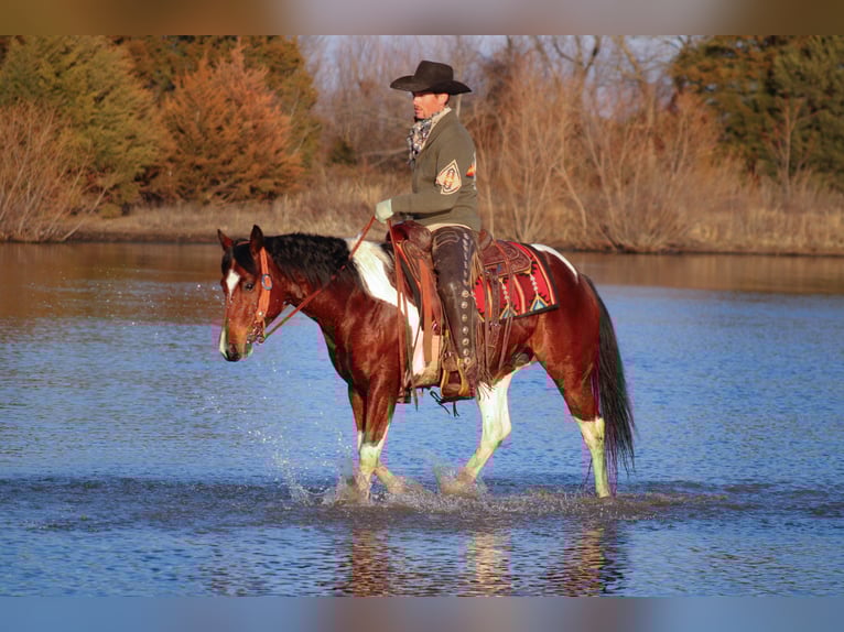 Paint Horse Gelding 5 years 15 hh Tobiano-all-colors in Baxter Springs, KS