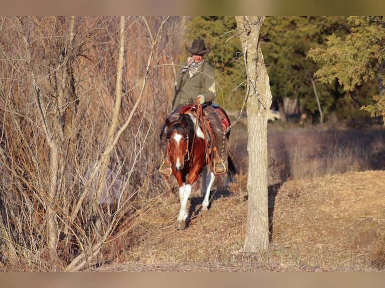 Paint Horse Gelding 5 years 15 hh Tobiano-all-colors in Baxter Springs, KS