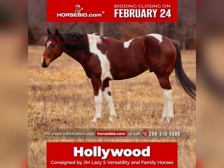 Paint Horse Gelding 5 years 15 hh Tobiano-all-colors in Baxter Springs, KS