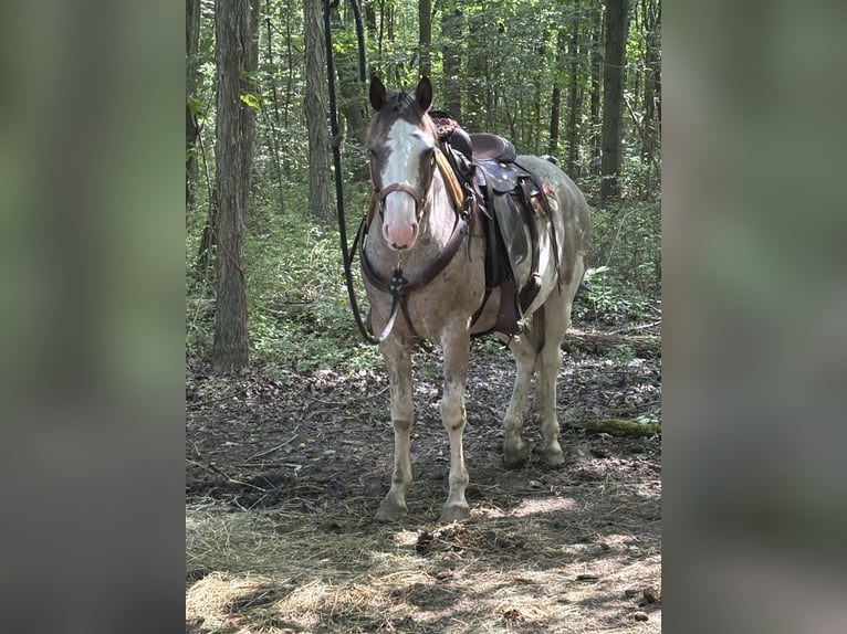 Paint Horse Gelding 5 years 15,1 hh Sabino in Mantua Paint Horse Gelding 5 years 15,1 hh Sabino in Mantua