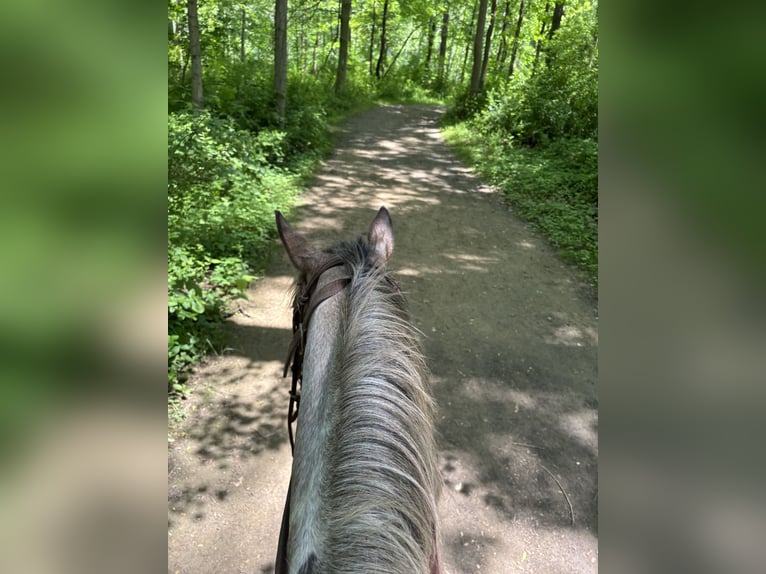 Paint Horse Gelding 5 years 15,1 hh Sabino in Mantua Paint Horse Gelding 5 years 15,1 hh Sabino in Mantua