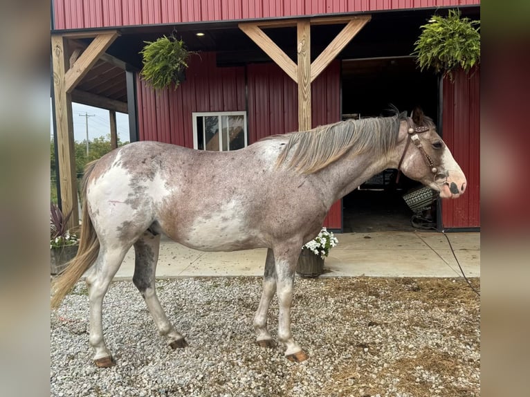 Paint Horse Gelding 5 years 15,1 hh Sabino in Mantua Paint Horse Gelding 5 years 15,1 hh Sabino in Mantua
